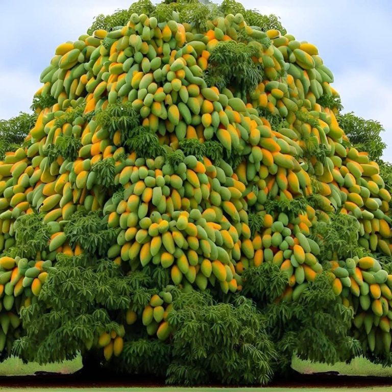 Orchards Heavy with Fruit