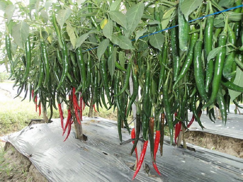 A chili plant